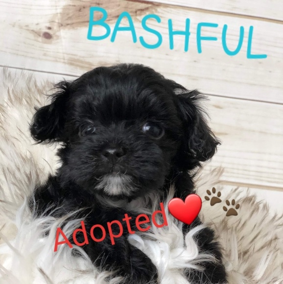 Meet your Posher, Brittany - Picture 6 of 6